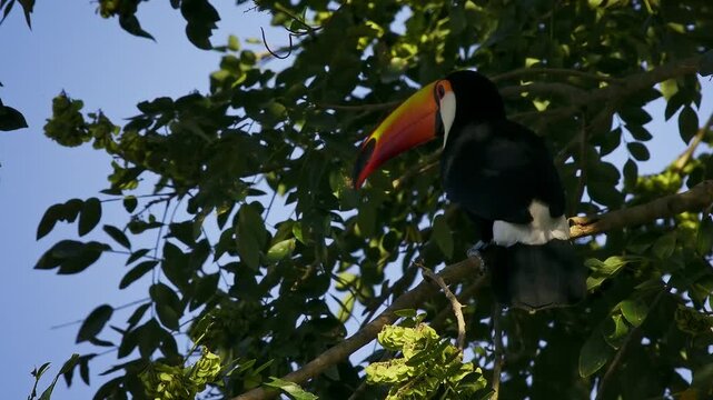 Toco toucan (Ramphastos toco), world's largest toucan species, perched among green tree branches, Pantanal wetland, Mato Grosso, Brazil. Massive orange-yellow bill, black body, white throat.