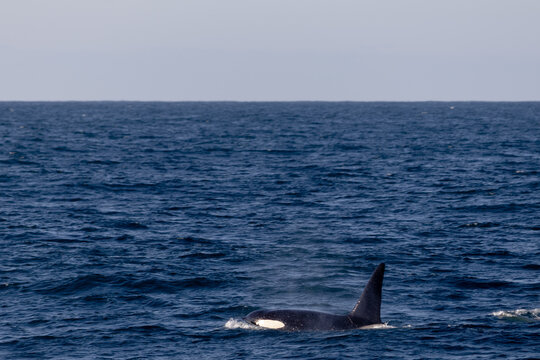 Orca vor Andenes in Nordnorwegen &ndash; Walbeobachtungstour in der Norwegischen See