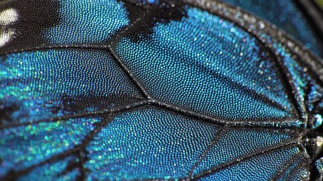 Macro detail of blue butterfly wing scales.