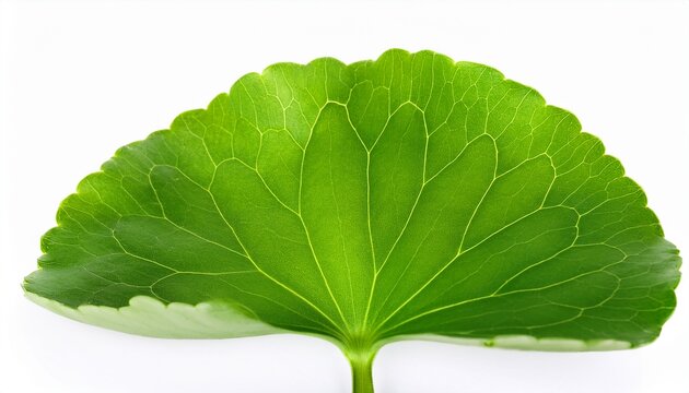 Closeup Leaf Of Gotu Kola Asiatic Pennywort Asiatic Leaf Isolated On White Background