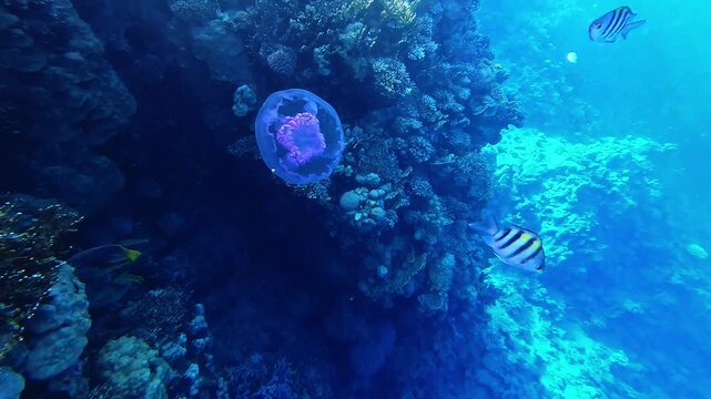 Purple jellyfish drifts through coral reef. Blue light filters down from ocean surface. Striped fish swim near rocky coral formations. Underwater world feels calm and mysterious