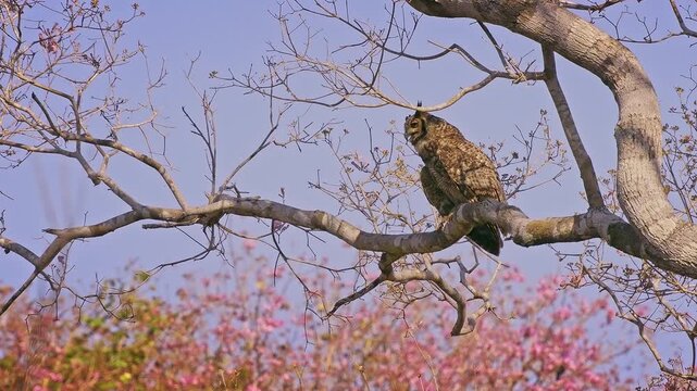 Great Horned Owl Bubo virginianus roosting on branch of blooming pink trumpet tree, ear tufts mottled brown plumage, powerful nocturnal raptor bird of prey, Pantanal Brazil, blue sky, least concern