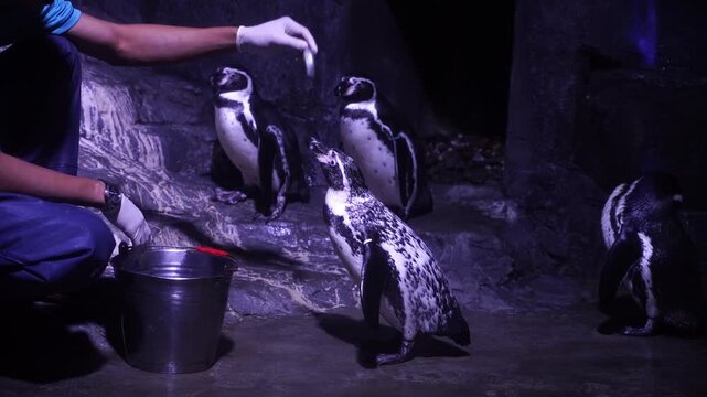 Keeper feeds penguins with gloved hands. Penguins stand close, curious and alert. Dark enclosure shadows create a dramatic mood. Animal care shown in a quiet, natural setting