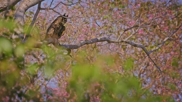 Great Horned Owl Bubo virginianus roosting on branch of blooming pink trumpet tree, ear tufts mottled brown plumage, powerful nocturnal raptor bird of prey, Pantanal Brazil, blue sky, least concern