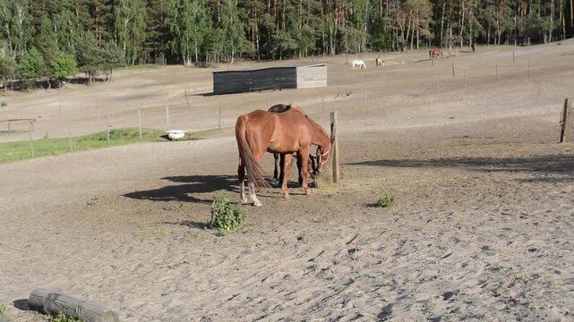 Several domestic horses gather around a feeding trough and eat hay in a farm enclosure. 