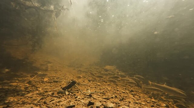 Underwater camera footage shows speckled trout and other small freshwater fish living and swimming along the bottom of a clear, well-aerated natural stream.