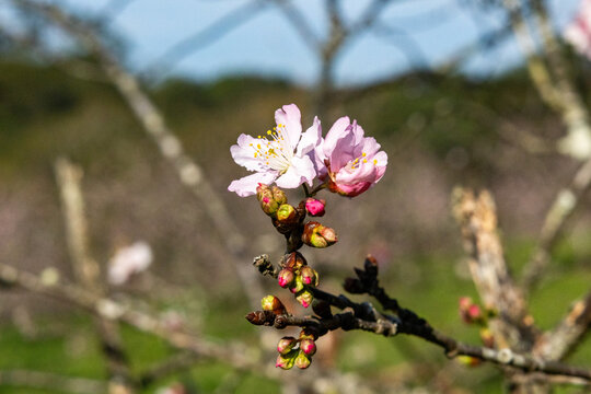 Flor de cerejeira. Sakura