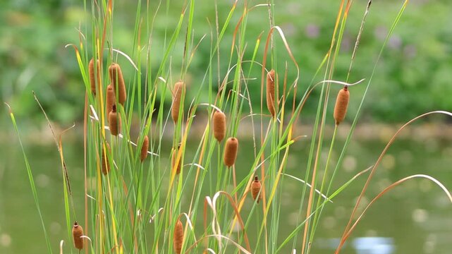 Long cattail stalks, brown cattails, cattails blowing in the wind, long green stalks like reeds, Typha, bokeh in the background of the pond, leaves falling