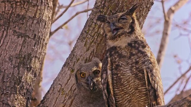 Great Horned Owl, Bubo virginianus, adult and fluffy owlet perched together in tree fork, ear tufts, piercing orange eyes, parental care, North America, least concern raptor, video footage