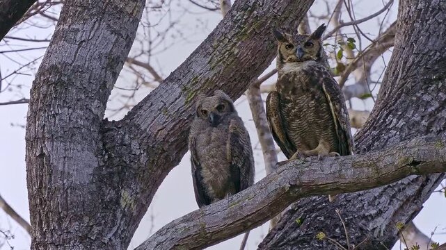 Great Horned Owl, Bubo virginianus, adult and fluffy owlet perched together in tree fork, ear tufts, piercing orange eyes, parental care, North America, least concern raptor, video footage