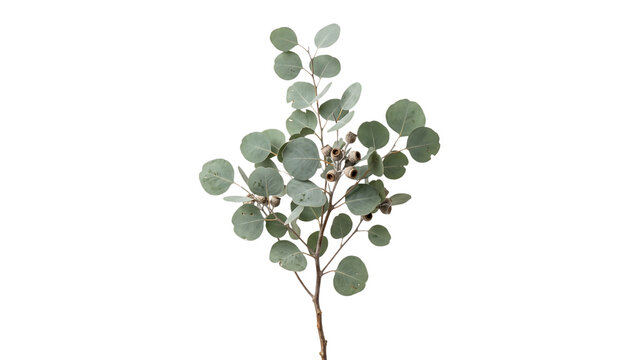 Eucalyptus branch with round green leaves and woody seed pods isolated on transparent background