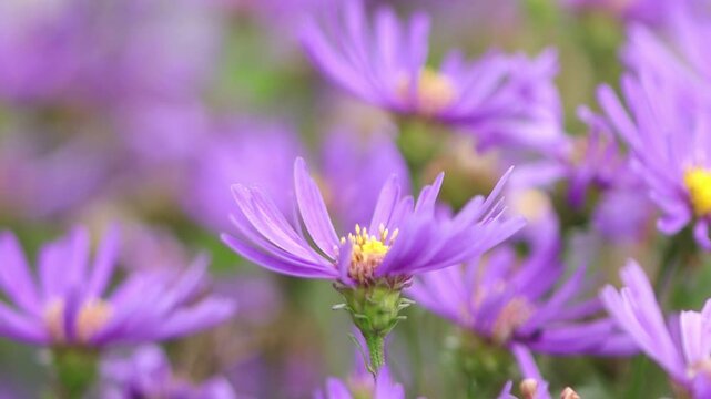 Bright violet-yellow aster blossoms, violet-yellow flower bed with mountain asters, purple blossoms of a wild aster, a bed with purple blossoms, Aster amellus
