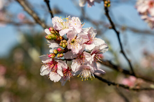 Flor de cerejeira. Sakura