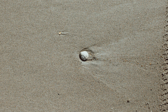 shell on the beach
