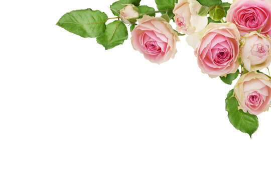 Pink rose flowers and green leaves in a corner floral arrangemnt isolated on white or transparent background.