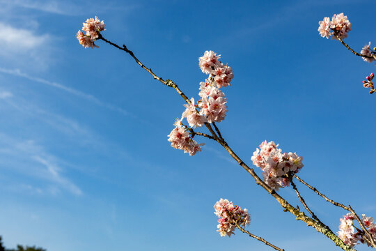 Flor de cerejeira. Sakura