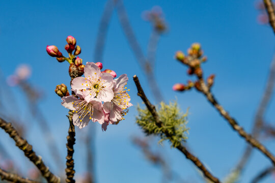 Flor de cerejeira. Sakura