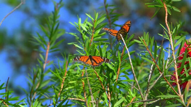 A Monarch butterfly (Danaus plexippus). Butterflies collecting nectar from red flowers. Alabama, Mobile Bay