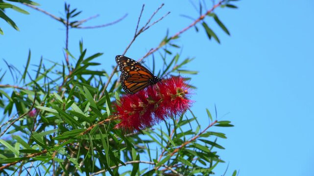 A Monarch butterfly (Danaus plexippus). Butterflies collecting nectar from red flowers. Alabama, Mobile Bay