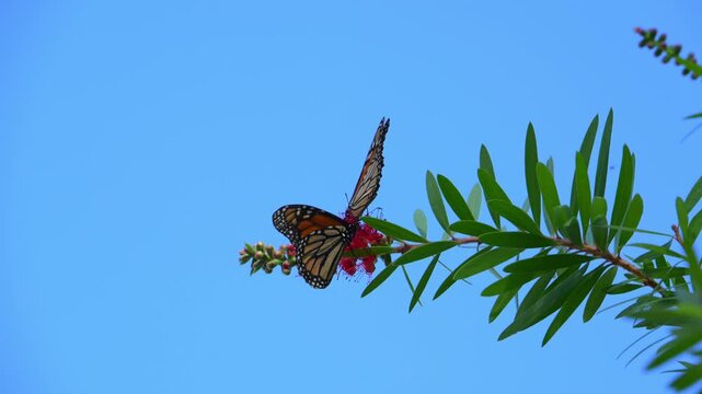 A Monarch butterfly (Danaus plexippus). Butterflies collecting nectar from red flowers. Alabama, Mobile Bay