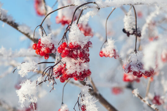 Close-up of cluster of red viburnum berries covered with rime frost in winter