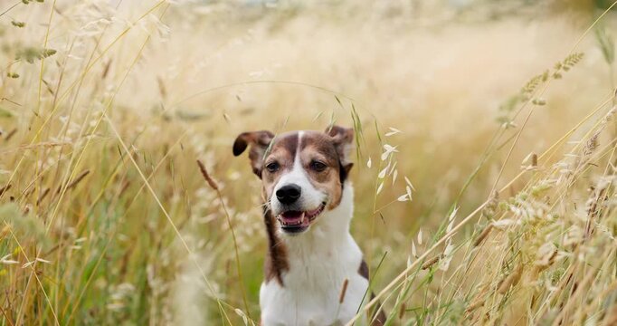 Mixed breed dog stands among tall dry grass in a sunny countryside meadow. Warm outdoor footage shows an attentive pet exploring nature during a summer adventure.