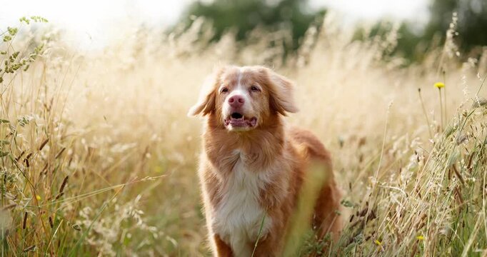 Nova Scotia Duck Tolling Retriever looks upward while standing in tall golden grass. Warm outdoor footage captures curiosity, natural movement and a relaxed countryside summer lifestyle.