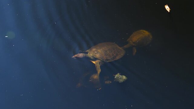 The Florida softshell turtle (Apalone ferox), a freshwater turtle distinguished by its leathery, flexible carapace rather than a hard bony shell at the Audubon Bird Sanctuary on Dauphin Island