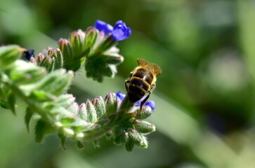 Biene auf einer Gemeinen Ochsenzunge © christiane65
