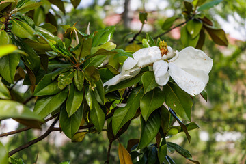 Beautiful big blooming white magnolia grandiflora flower close up on a branch in Southern Europe garden at sunny summer day. © Konstantin