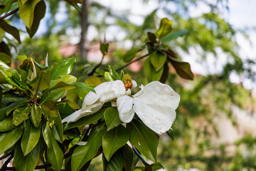 Beautiful big blooming white magnolia grandiflora flower close up on a branch in Southern Europe garden at sunny summer day. © Konstantin