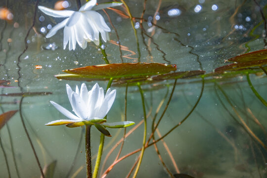 White water lily underwater