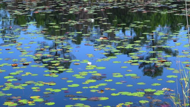 In a tranquil pond, numerous water lilies (Nymphaea odorata, American waterlily) float on the water surface at the Audubon Bird Sanctuary on Dauphin Island, Alabama.