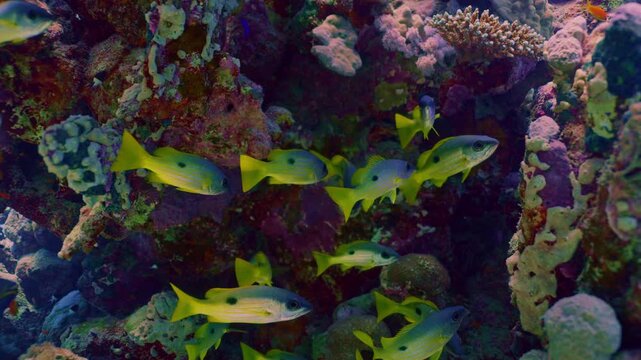 Blackspot snappers in the Red Sea