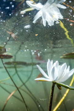 White water lily underwater