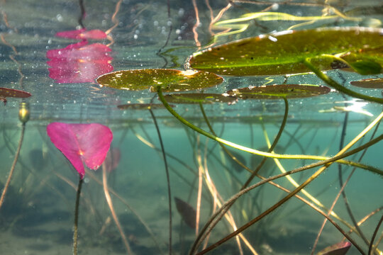Water lily underwater
