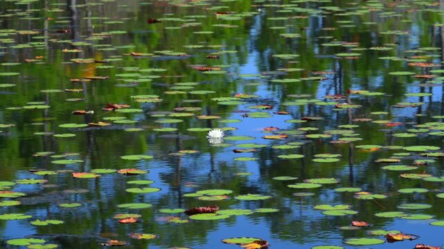 In a tranquil pond, numerous water lilies (Nymphaea odorata, American waterlily) float on the water surface at the Audubon Bird Sanctuary on Dauphin Island, Alabama.