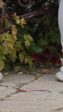 Two pairs of feet appear briefly on garden walkway. Red string is placed deliberately across stone ground. Cracked stones form base of garden area near yellowing greenery