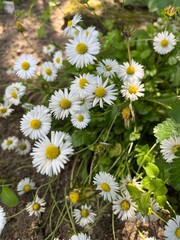 blooming bellis perennis with delicate white flowers. lawn daisy flowers in the grass .summer nature scene,garden design,natural pattern,flower background © Helen Pitt