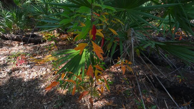 Saw palmetto (Serenoa repens), a low-growing clonal palm, growing in a pine forest at the Audubon Dauphin Island Bird Sanctuary in Alabama.