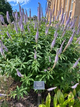 blooming Veronicastrum sibiricum Pennell with lilac and blue spike-shaped inflorescences. Siberian Culver's root figwort plant with purple pink flowers blossom.summer nature scene,garden design