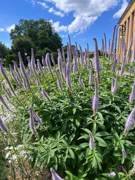 blooming Veronicastrum sibiricum Pennell with lilac and blue spike-shaped inflorescences. Siberian Culver's root figwort plant with purple pink flowers blossom.summer nature scene,garden design
