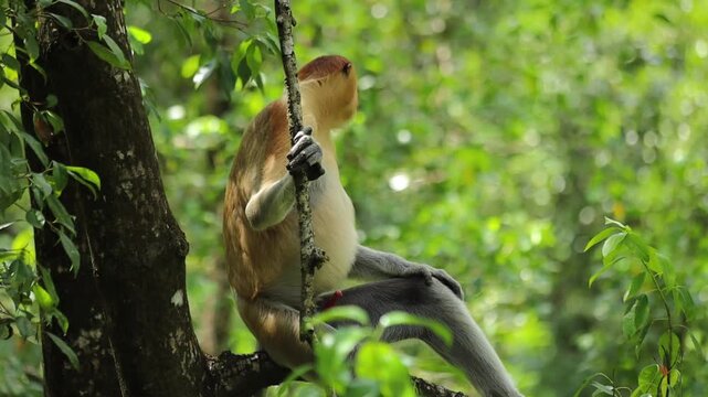 Proboscis Monkey portrait in Borneo rainforest Sandakan Malaysia