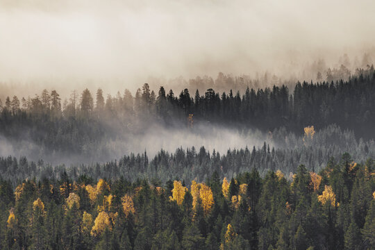 Morning mist in the forest