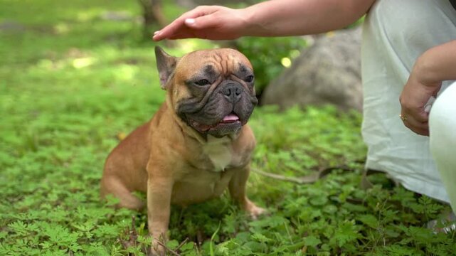 French bulldog sitting on lush green grass while being gently petted by owner