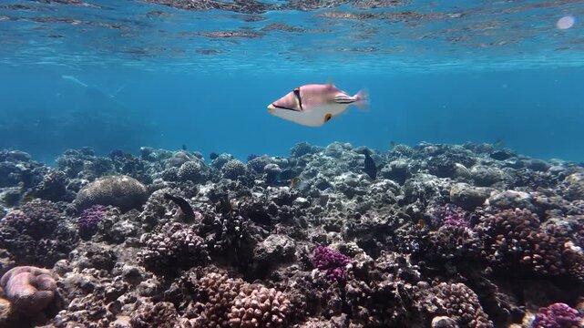 Picasso triggerfish swimming over a coral reef in the crystal-clear waters of Makadi Bay near Hurghada, Egypt. Colorful Red Sea life and diverse corals create a beautiful natural underwater scene