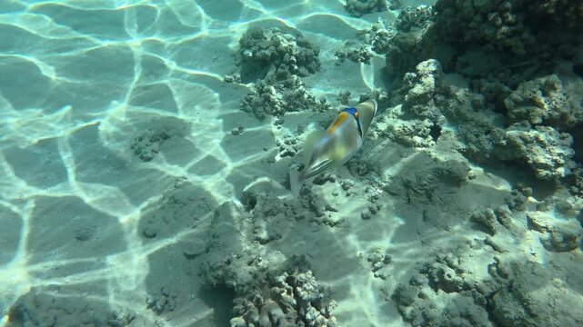 Picasso Triggerfish Swimming Over Coral Reef in Makadi Bay, Red Sea, Egypt