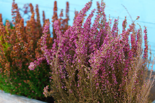 Purple common heather, Calluna vulgaris in pot blooming in autumn with delicate pink flowers Colorful decorative, ornamental plants in a garden creating a natural seasonal floral background.