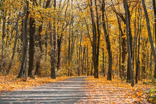 Scenic forest path surrounded by tall trees and golden yellow autumn foliage, peaceful seasonal fall landscape in sunny day with warm colors and natural beauty.