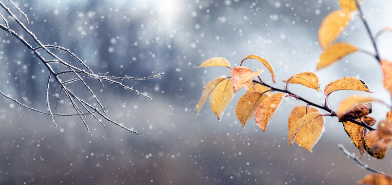 Panoramic view of yellow autumn leaves and bare branch under first snowfall